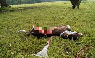 Schlimmer Anblick: Mit aufgerissenem Bauch lag das frisch geborene Fohlen morgens auf der Weide. Welches Tier die Bisse verursacht hat, soll geklärt werden. - Gestüt Hesselteich