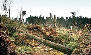 Auf dieser Fläche am Ringsthof, an der höchsten Stelle in Enger, hat Sturm Kyrill vor zehn Jahren einen Großteil eines Nadelwaldes vernichtet (Archivfoto). - Ekkehard Wind