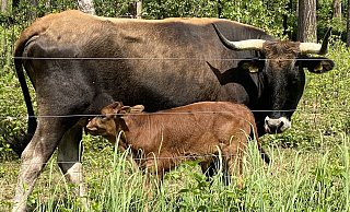 Das Naturschutzgroßprojekt beteiligt sich auch an einem Nachzüchtungsprogramm des ausgestorbenen Auerochsen, erkennbar am weißen Milchmaul. - Horst Biere