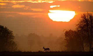 Idylle im Herbst? Gewiss, aber durch die Zeitumstellung erhöht sich auch das Unfallrisiko durch Wildwechsel. - Julian Stratenschulte/dpa/dpa-tmn