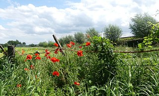 Der "Moosjungfernweg" ist der erste offizielle, durchgängig beschilderte Rundwanderweg Güterslohs. - Lara Maasjost
