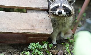 Waschbären sind, anders als Wildschweine, niedlich anzuschauen. Aber auch sie können große Schäden anrichten. Besonders geplagt sind in Bielefeld die Gadderbaumer. - Peter Unger