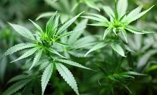 Der Angeklagte hatte im großen Stil Hanfpflanzen angebaut. - Pixabay