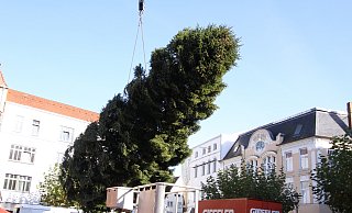 Am Kranhaken schwebt der Baum über den Alten Markt. - Björn Kenter