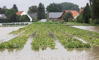 Im Jahr 2014 standen nach Starkregen die Felder der Biogärtnerei Ulenburg unter Wasser. - Ulf Hanke