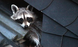 Waschbären breiten sich auch hier in der Umgebung immer weiter aus. - Symbolfoto: Carolin Nieder-Entgelmeier
