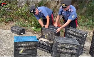 Den Einsatzkräften fiel der Kleintransport bei einer Verkehrskontrolle auf. - ---/Carabinieri Reggio Calabria/dpa