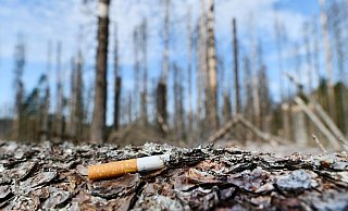 Illustration: Eine brennende Zigarette liegt auf dem Waldboden, aufgenommen am 26.07.2018 bei Oderbrück. - Frank May/picture alliance | Verwendung weltweit