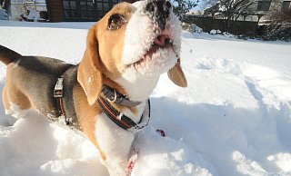 Beagle Malik erlebt seinen ersten Tiefschnee. Im Schnee schnappt er sich seine Leine oder schnüffelt gern. Die "Schneenase" hält er dann in die Sonne. - Joern Spreen-Ledebur