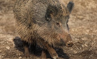 Im Kreis Höxter werden die Wildschweine aktuell intensiv bejagt. Im Wildgehege Willebadessen dürfen sie vorerst weiterleben, im Tierpark Sababurg nicht. - Simone Flörke Im Kreis Höxter werden die Wildschweine aktuell intensiv bejagt. Im Wildgehege Willebadessen dürfen sie vorerst weiterleben, im Tierpark Sababurg nicht. - Simone Flörke