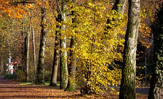 Nicht nur ein langer Herbstspaziergang durch bunte Wälder macht den Herbst so gemütlich. Diese 10 Dinge bringen Vorfreude auf die goldenen Monate. - Niklas Tüns