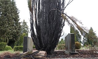 Drei Eiben auf dem Friedhof Gohfeld sind Ostersonntag in Flammen aufgegangen. - Ulf Hanke