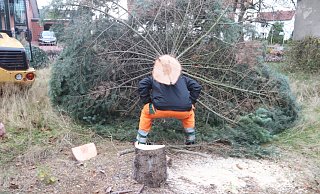 Herkulesarbeit: Ein Mitarbeiter der Wirtschaftsbetriebe steht für einen Moment unterm dem Weihnachtsbaum für die Löhner Fußgängerzone auf dem Findeisenplatz. - Ulf Hanke