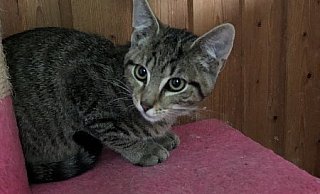 Kleine Katze: Die Geschichte hat eine neue Wendung erhalten. - Stefanie Welslau