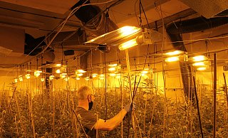 In der mit professioneller Technik ausgestatteten Plantage gediehen mannshohe Cannabispflanzen. - Polizei Paderborn