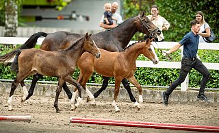 Besonderes Bild: Die Zwillingsfohlen Sonny (r.) und Sally traben bei der Fohlenschau zusammen mit ihrer Mutter Calina Blue über den Sandplatz. - Barbara Franke