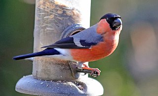 Der Gimpel wird auch Dompfaff genannt. Er gilt zwar nicht als gefährdet, der Bestand aber ist rückläufig. - Martin Düsterberg