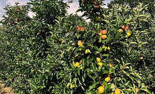 Hier zeigt sich die Alternanz. Ein Baum trägt gut (rechts), ein anderer kaum (links daneben), obwohl beide gleich gut mit Nährstoffen versorgt sind. - Alexander Jenniches