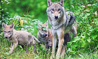 In diesem Jahr wurde der Aufenthalt eines Wolfes bei Lichtenau und Altenbeken durch die Überprüfung von Kotproben bereits bestätigt. Nun wurde ein Wolf bei Kleinenberg gesichtet. - Sarah Jonek