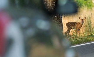 Die Obere Jagdbehörde in Kassel warnt vor mehr Wildunfälle nach der Zeitumstellung. - picture alliance/dpa/dpa-Zentralbild