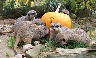 Ein Kürbis weckt im Tierpark Sababurg bei Hofgeismar die Neugierde von Erdmännchen. - Tierpark Sababurg