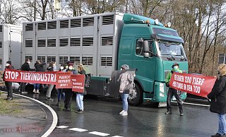 Einige Frauen versuchten mit Tränen in den Augen die Schweine in dem Transporter zu streicheln.  - Rainer Stephan