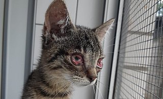 Diese Jungkatze und ihre vier Geschwister wurden vergangene Woche als Fundtiere im Gütersloher Tierheim abgegeben. - Tierheim