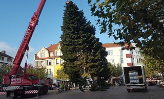 Kommt eine Tanne oder kommt sie nicht? Im vergangenen Jahr und in den Jahren zuvor war sie das prachtvolle Schmuckstück auf dem Alten Markt. - Peter Steinert