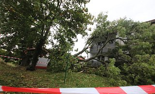 Geknickt: Eine Esche ist an der Brunnenstraße in ein Mietshaus gestürzt. Der Dachstuhl wurde durchschlagen, verletzt wurde niemand. - Ulf Hanke