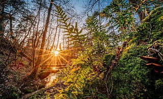 An den Hövelhofer Emsquellen blüht der Farn und die Pilze sprießen an einem morschen Baum, der im Wasser liegt. - Besim Mazhiqi