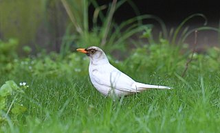Vor gut drei bis vier Wochen hat sich eine weiße Amsel-Dame zur Aufzucht ihrer Brut in Nordhorn niedergelassen. - Jens Dünhölter