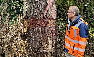 Michael Ottenstroer, stellvertretender Fachbereichsleiter Tiefbau und Umwelt, zeigt die massive Beschädigung der 200 Jahre alten Eiche – offenbar von Unbekannten mit einer Motorsäge verursacht. - Anna Lena Hinder
