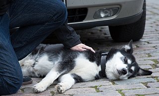 Wurde der Hund angefahren, gilt es Ruhe zu bewahren und den Tierarzt oder eine nahegelegene Tierklinik zu kontaktieren. - Florian Schuh/dpa-tmn