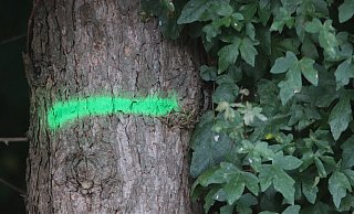 Etliche Ahorn-Bäume in Löhne haben die Rußrindenkrankheit. Sie müssen gefällt werden. - Ulf Hanke