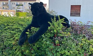 Dieses auf einer Hecke liegende Plüschtier hat in Lage einen Einsatz der Polizei ausgelöst. - Polizei Lippe/dpa