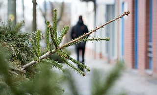 So sehr wir uns doch in der Adventszeit an ihm erfreuen, wird der Weihnachtsbaum nach dem Fest schnell wieder entsorgt. - Symbolfoto/ picture alliance