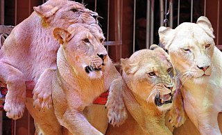 Löwen - fester Bestandteil des Zirkus. - Circus Krone