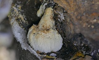 Der Igelstachelbart ist in einem Baumstamm in einem Wäldchen bei Henglarn gewachsen. Er ist ein Speisepilz. Aus Naturschutzgründen sollte er aber nicht gepflückt werden, da der Bestand gefährdet ist. - Stefan Befeld