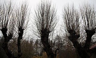 Wie Finger ragen die Zweige dieser stark beschnittenen Linden in den grauen Dezemberhimmel. In anderen Jahren fand zu ihren Füßen der Weihnachtsmarkt statt. - Meiko Haselhorst