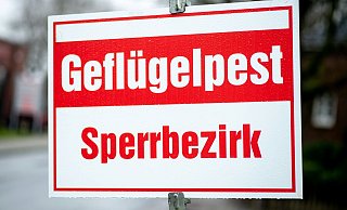 Mehrere Fälle von Geflügelpest sorgen im Kreis Gütersloh aktuell für Probleme. - Hauke-Christian Dittrich/dpa