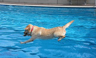 Erstmals bietet das Freibad in Lichtenau zum Saisonende ein Hundeschwimmen an. (Themenbild) - Karin Prignitz