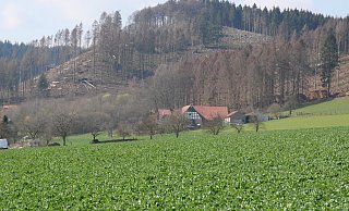 Wo bis vor kurzem noch Nadelwald stand, zeigen sich jetzt große Kahlflächen wie auf dieser Anhöhe am Südehang des Wiehengebirges. - Kirsten Tirre