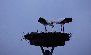 Jo und Hanni in trauter Zweisamkeit im Februar 2021. - Hans Dieter Prester