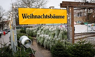Weihnachtsbäume haben in Deutschland eigentlich immer Nadeln. (Archivbild) - Christian Charisius/dpa
