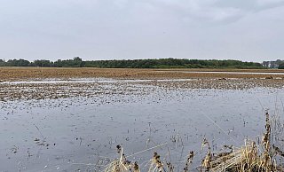 Ein überflutetes Feld in der Eifel. - picture alliance / AGRAR-PRESS