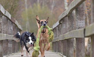 Hunde gelten als treue Begleiter der Menschen. - Symbolfoto: Pixabay