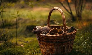 Wilde Pilze sammeln ist nicht ungefährlich. (Symbolfoto) - Pixabay/fjord77