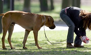 So ist es für alle in Ordnung: Ja, der Hund hat auf dem Friedhof einen Haufen gesetzt - aber weit weg von Gräbern. Und die Halterin nimmt sofort alles weg vom Rasen. Vorbildlich. - dpa