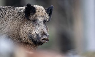 Zu schlau für die Bielefelder Jäger. - Lino Mirgeler