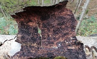 Auf der Rückseite der Fichtenrinde sind die Gänge des Borkenkäfers zu erkennen. - Ingrun Waschneck